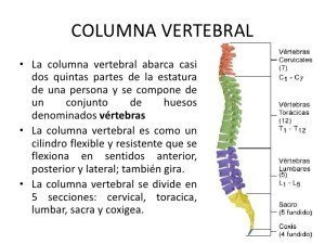 Columna vertebral