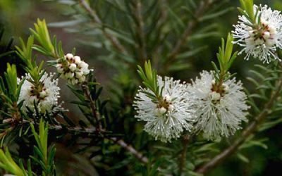 ACEITE ESENCIAL DEL ÁRBOL DE TÉ