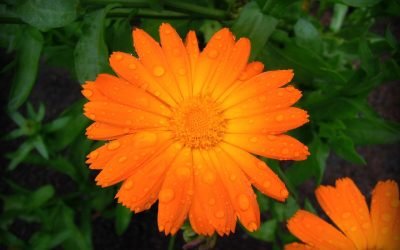 CALENDULA OFFICINALIS