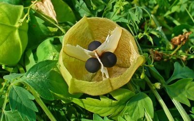 CARDIOSPERMUM HALICACABUM